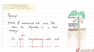 Differentiate betweena Hypocotyl and epicotylb Coleoptile and coleorhizac Integument an [upl. by Akeem638]