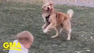 Doggie see doggie do golden retriever joins in with spinning toddler l GMA [upl. by Araiek]