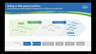 Ask a Scientist How does RNA sequencing work [upl. by Enyar]