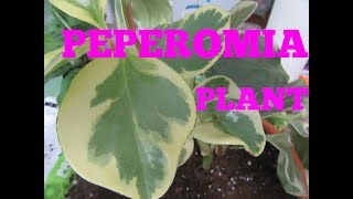 REPOTTING PEPEROMIA PLANT [upl. by Eldwun]