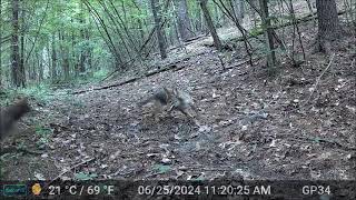 Wild Adult Coyotes Playing In Central Pennsylvania [upl. by Selohcin]