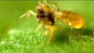 Syngenta Bioline  Aa eating spidermites 2 [upl. by Davina372]