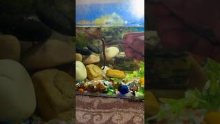 Kechua 🪱 gayab ho gaya 😫 minivlog aquarium petsvlog pets shortvlog fishtank guppybreeding [upl. by Jillian]