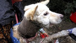 Tierschützer holten sofort das Fischernetz als sie den Hund mit der Drahtspirale entdeckten [upl. by Pierce]