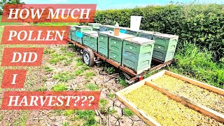 HOW TO HARVEST BEE POLLEN  How much pollen did I harvest  beepollen beehive beekeeper [upl. by Uhp]