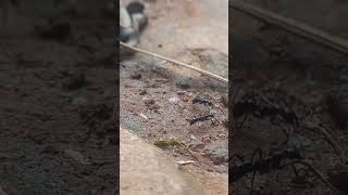 Ant marching over funnynatureants [upl. by Llednor]