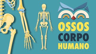 Ossos do Corpo Humano  Toda Matéria [upl. by Berlauda]