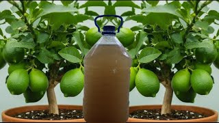 RECETA de Abonó Orgánico para tu limonero lleno de frutos  Cientos de Limones en poco tiempo [upl. by Ellehcil59]