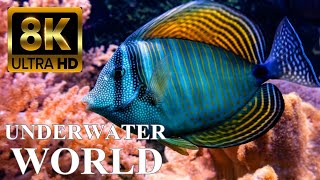 Underwater World 8K ULTRA HD – Marine Life Sea Animals and Coral Reef [upl. by Judy568]