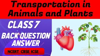 Transportation in Animals and Plants Class 7 Question Answers Class 7 Chapter 11 Question Answers [upl. by Asserat532]