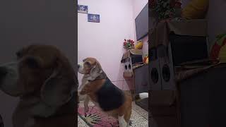 Nikki ki full masti 😊🙏🏻🐕🙏🏻❤️ please subscribe to my channel 🙏🏻yt nikki beagle funny love video [upl. by Grados]