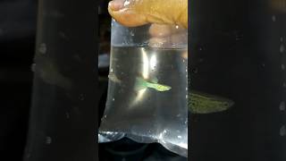 New guppy fish short fish shortvideo shortfeed shortvideoviral song dance comedy funny 295 [upl. by Jacobah757]