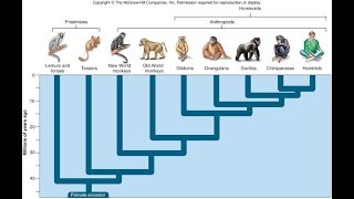 Why Are There Still Monkeys [upl. by Lucy]