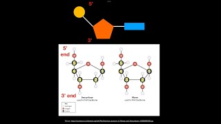 A1211 Directionality of RNA and DNA AHL [upl. by Ahcirt]