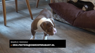 Twee gestolen pups weer terug in het nest in BaarleNassau [upl. by Fruma]