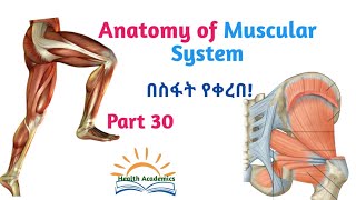 Anatomy of Muscular System Gluteal Muscles Interesting Video Lecture with Amharic Speech Part 30 [upl. by Nerrual179]