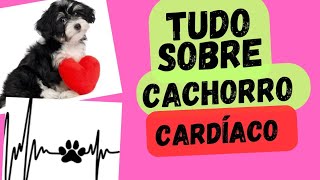 Cachorro Cardíaco  Causas sintomas e tratamento [upl. by Nemzzaj]