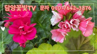 ⭕️⭕️판매완료⭕️⭕️🌸러시아제라늄 포함한 6종 4종 4종 특가 세트🌸선착순‼️ [upl. by Maupin]