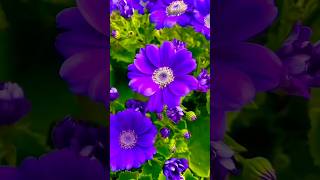 Cineraria Flower shorts flower beautifulflower [upl. by Oisacin]