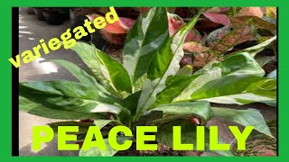 Variegated Peace Lily 101 [upl. by Affer241]