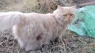 Bot Fly Removed from Cats neck [upl. by Feliza]