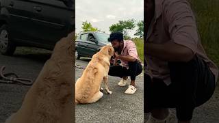 The End ❤️kandipa twist iruku 😢😒watch till end😢😔labrador doglover goldenretriever puppy [upl. by Nakasuji]