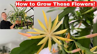 FLOWERING ORCHID CACTUS  Epiphyllum amp Disocactus Growing Tips to Get Orchid Cactus to Bloom [upl. by Obeng]