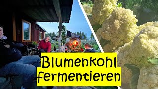 Blumenkohl fermentieren und tatkräftiger Besuch In HD Qualität [upl. by Acirtal]