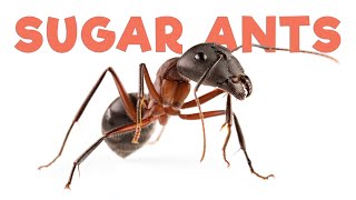 Ant Room Tour  Sugar Ants [upl. by Idnahr]