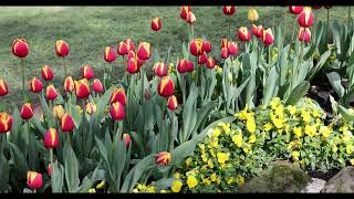 The Bowral Tulip Festival 2024 4K [upl. by Thorner214]