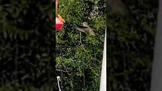 Couple of hummingbirds flying around to the hummingbird feeders [upl. by Nossah]