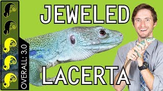 Jeweled Lacerta The Best Pet Lizard [upl. by Thurston]