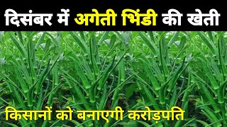 2025 में अगेती Bhindi ki kheti किसानों को बनाएगी करोड़पति [upl. by Roger]