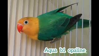 aqua b1 opaline lovebirds vairalvideoparrot trendingvideotrending opaline price [upl. by Sofer]