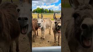 donkey crying  donkey laughing shortfeed [upl. by Etterb]