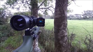 Air Rifle Shooting – Evening Wild Rabbit – Range Finding Importance [upl. by Garald]