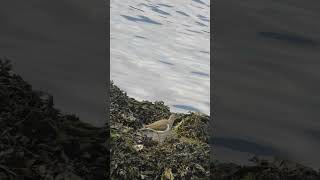 Pajarito tierno en Pontevedra shorts aves birdwatching naturaleza [upl. by Tabber]