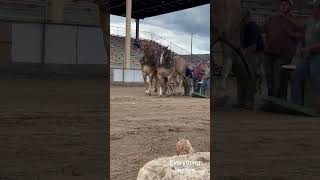 Easy peasy at 5500 lbs horse belgiandrafthorse drafthorses pulls [upl. by Christel]