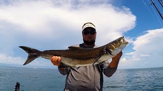 HomosassaCrystal River Offshore Red Snapper Grouper and Cobia [upl. by Hoon]