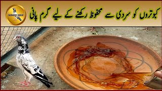 Making Warm Water for Pigeons in Winter season  Kabooter Anmol Pigeons [upl. by Ennaul]