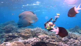 Snorkelling the Great Barrier Reef with Wavelength [upl. by Felder]