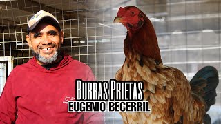 Burras Prietas  Eugenio Becerril [upl. by Euqinor543]