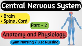 Central Nervous System CNS  Central Nervous System Anatomy and Physiology  Nervous System  2 [upl. by Judye]