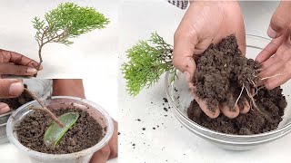 How to propagation CypressJhauThuja plant from cutting at home most easily with 100 Sure Success [upl. by Vinson]