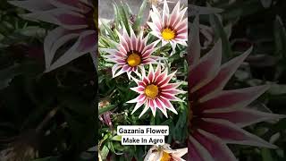 Gazania Flower Growth [upl. by Navinod524]