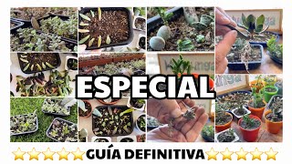 Reproducir Suculentas por Hoja  GUIA DEFINITIVA Paso a Paso  TIPS [upl. by Harriette]