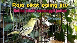 Sirtu pikat betina birahi memanggil jantan paling jitu untuk masteransirtugacor srfchannel3881 [upl. by Ellie]