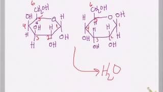 Carbohydrates Disaccharides and the Glycosidic Bond of Sugars [upl. by Padraic642]