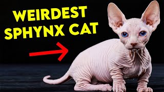 ALL SPHYNX Cat Types That EXIST  Which one do you prefer [upl. by Cardie]