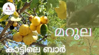 മറൂല പഴച്ചെടി  Marula Fruit Plant marula drunkelephant marulafruit [upl. by Bellamy]